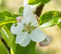 Gloster æbleblomst